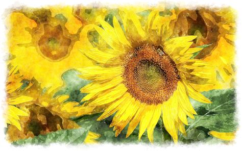 Image Gallery sunflowers watercolor