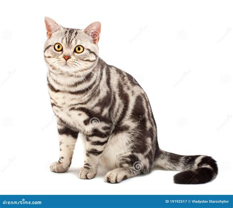 American Shorthair Cat Royalty Free Stock Photography - Image: 19192517