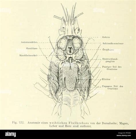 Astacus anatomy 2 Stock Photo - Alamy