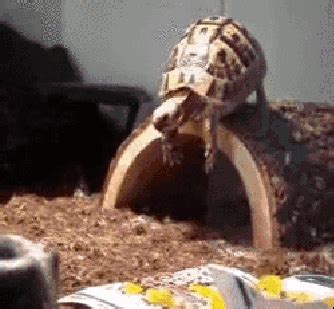 Animals Make Falling Look Very Funny (24 gifs) - Izismile.com