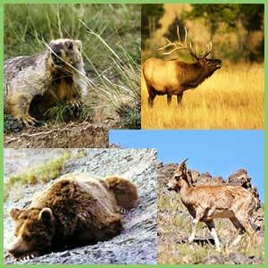 Mongolia Nature & Wildlife | Gobi Desert | Endangered Species