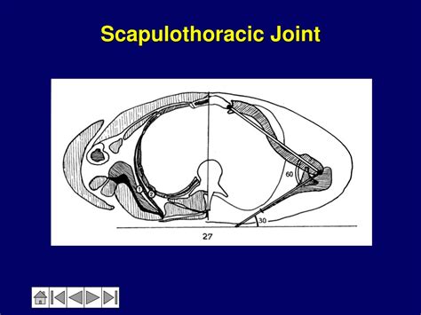 PPT - Anatomy & Biomechanics of the Shoulder PowerPoint Presentation - ID:237617