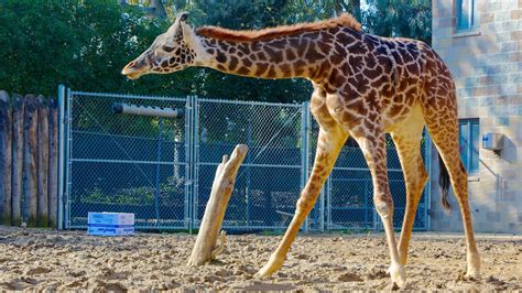 Sacramento Zoo in Sacramento, California | Expedia