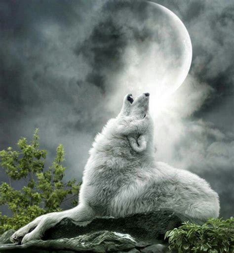 17 Best images about WHITE WOLF on Pinterest | Beautiful, Wolves and ...