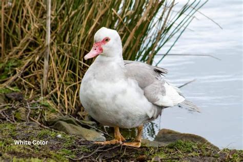 Muscovy Duck Colors: What Colors Are Muscovies?