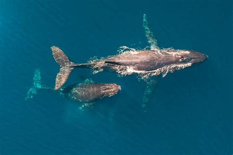 How Big Are Baby Whales? | Book a Whale & Dolphin Safari