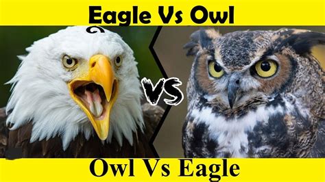 Eagle Attack Owl. Owl Vs Eagle. - YouTube