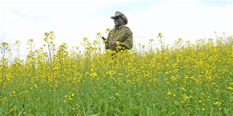 Canola plant keeps my pockets well-oiled | Nation