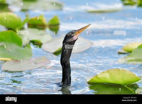 American Anhinga or Snake-Bird (Anhinga anhinga), male, portrait, Everglades-Nationalpark ...