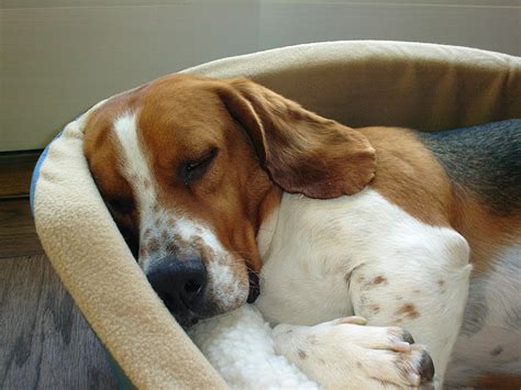 Bassett Hound Mix Puppies - Beautiful Basset X Beagle Hound Puppies ...