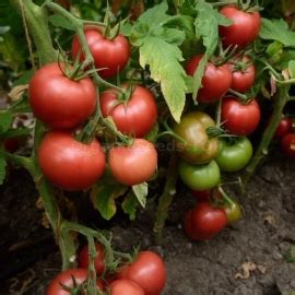 «Victory» - Organic Tomato Seeds - Shipping is free for orders over €50