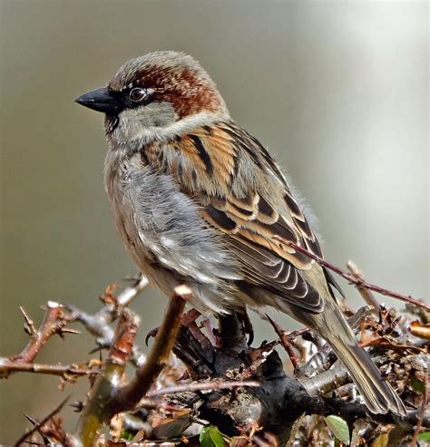 Kleiner Spatz Foto & Bild | tiere, wildlife, wild lebende vögel Bilder auf fotocommunity