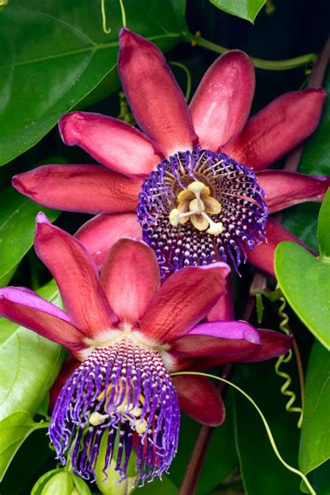 26 Types of Passionflower Vines | Best Passion flower Varieties