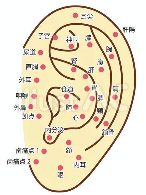 Ear Acupuncture Points — Long Health Care