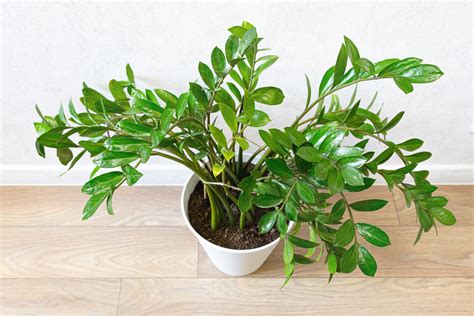 How to Care for Your ZZ Plant | Trusted Since 1922