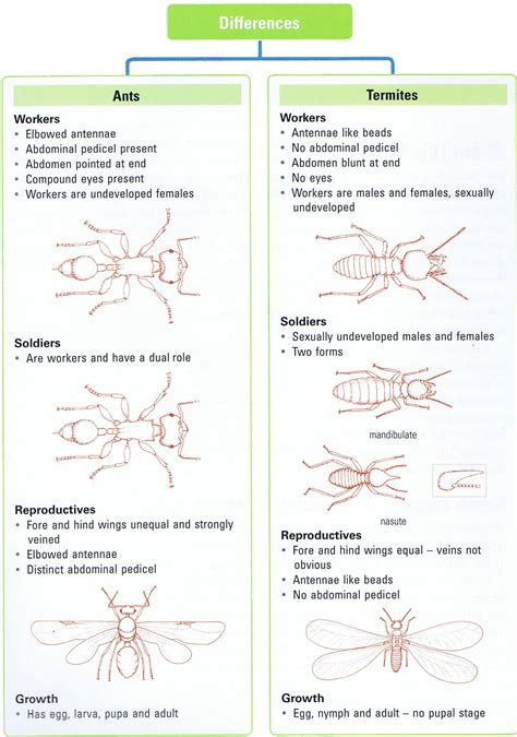 FAQ About Termite Damage On Homes