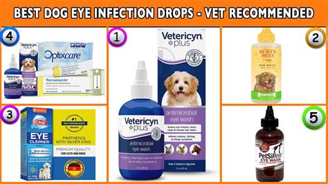 Best Dog Eye Infection Drops - Vet Recommended - YouTube