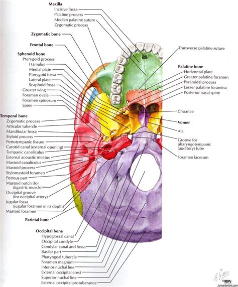 Structures passing trough Foramen of skull | Foramen of Skull