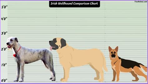 Irish Wolfhound Size: How Big Are They Compared To Others?