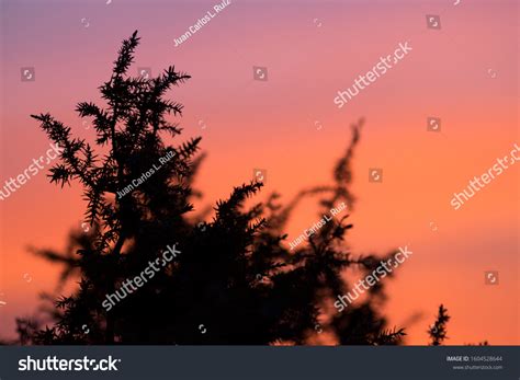 Juniper Tree Silhouette Pink Orange Background Stock Photo 1604528644 ...