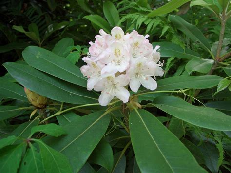 Rhododendron Bloom Report: July 2, 2015 – NH State Parks