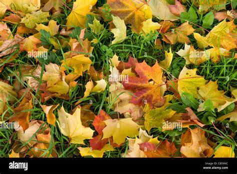 Fallen leaves from a London Plane tree Stock Photo - Alamy