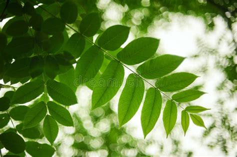 Green Leaves of the Ash Tree Close Up, Selective Focus Stock Photo - Image of color, culture ...