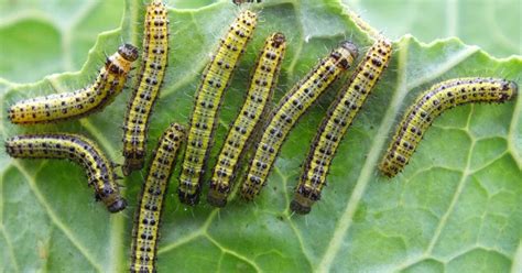 Great Southern White butterfly larvae Ascia monuste orseis - Biofaces - Bring Nature Closer