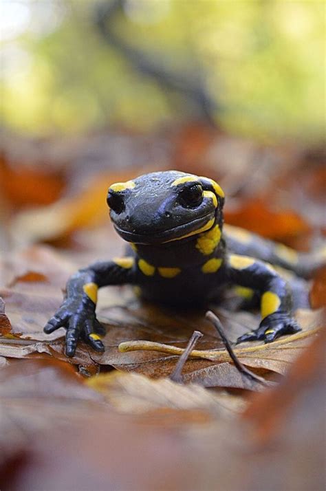 Pin by Gema on nature | Salamander, Reptiles and amphibians, Cute animals