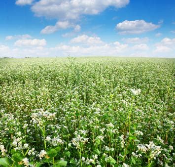 When to Plant Buckwheat | LoveToKnow