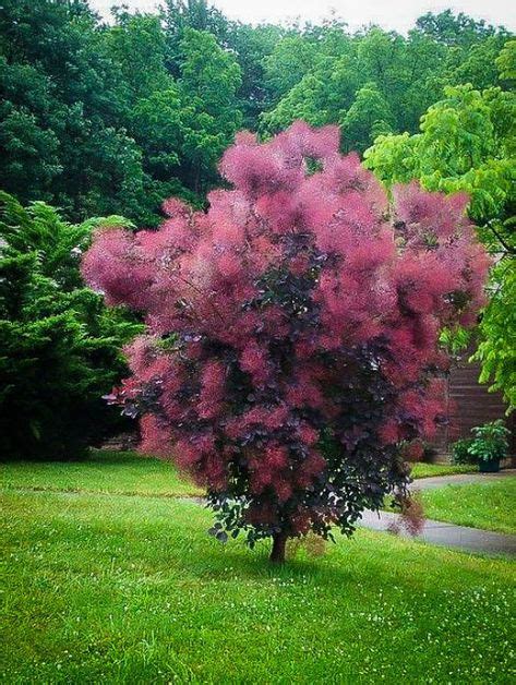 Purple Smoke Tree Grace | Smoke tree, Garden shrubs, Smoke bush