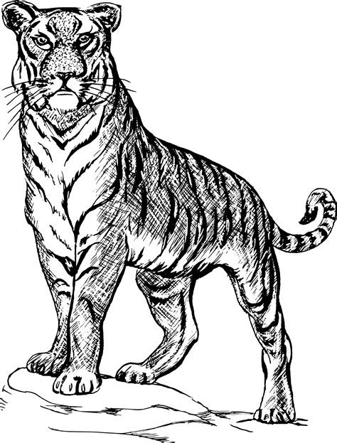 Free Tiger Clipart Black And White, Download Free Tiger Clipart Black And White png images, Free ...