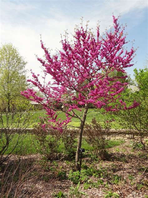 Oklahoma Redbud Planting – Learn About Oklahoma Redbud Tree Care