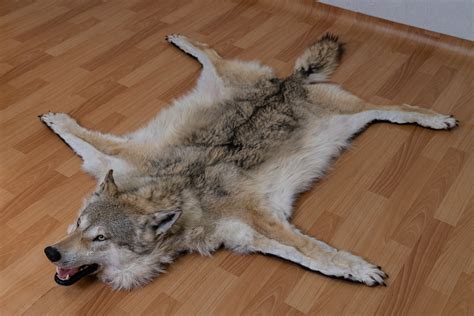 SIBERIAN GRAY WOLF TAXIDERMY RUG MOUNT WITH HEAD - GREY WOLF MOUNTED PELT, FUR, SKIN, HIDE FOR ...