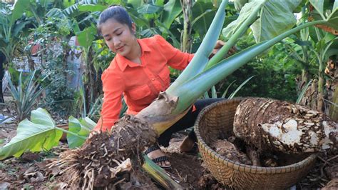 The Giant Taro Root Is Grown By Grandmother / Healthy taro root soup ...