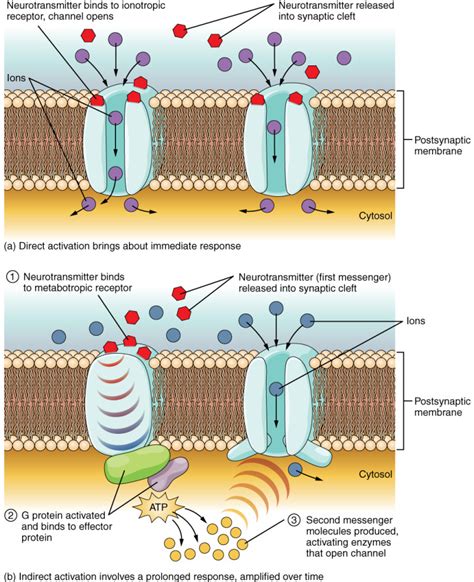 Brain Receptors Just Got Even More Complex