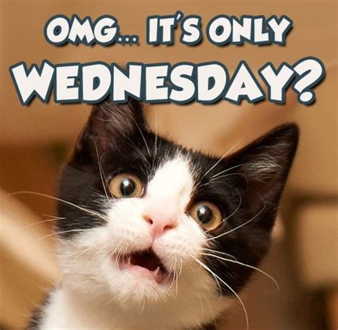 It's only Wednesday! #Cats🐱 #wednesday | Cat quotes funny, Funny animal ...