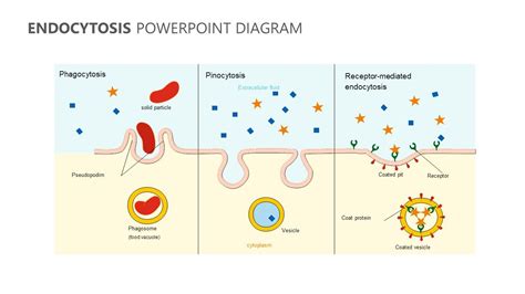 Endocytosis PowerPoint Diagram Human Cell Diagram, Blood Vessels ...