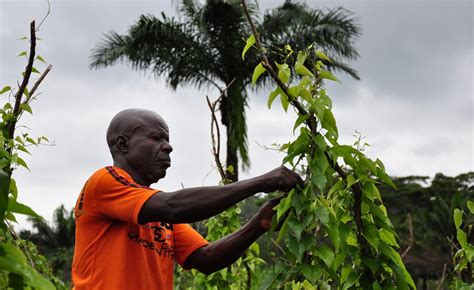 PhotoEssay » West Africa: Boosting Yam Production - allAfrica.com