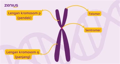 Kromosom Adalah: Pengertian, Struktur, Jumlah dan Fungsinya