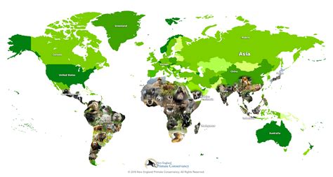 WHERE PRIMATES LIVE | New England Primate Conservancy