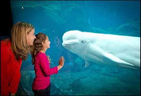 Georgia Aquarium | Explore Georgia