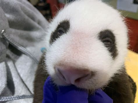 Photos: Early Glimpses of National Zoo’s Newborn Panda Cub – NBC4 Washington