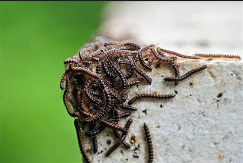 How to get rid of house centipedes fast