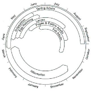 - Adult white pine weevil. | Download Scientific Diagram