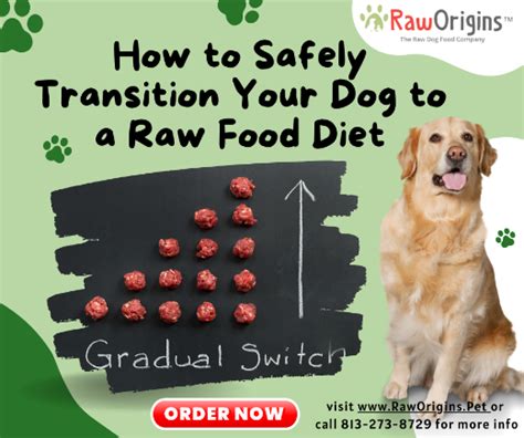 How to Safely Transition Your Dog to a Raw Food Diet