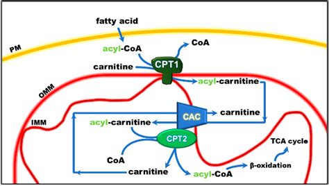 Carnitine Shuttle System