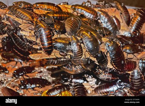 Madagascar hissing cockroach (Gromphadorhina portentosa) on a wooden ...