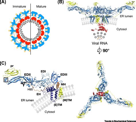 Molecular Determinants of Flavivirus Virion Assembly: Trends in Biochemical Sciences