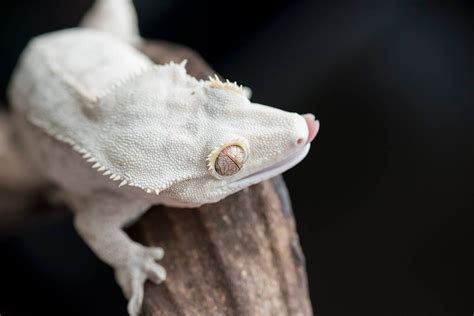 Crested Gecko Morphs | Fringemorphs